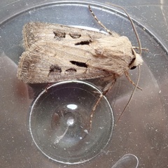 Agrotis exclamationis