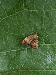 Choreutis pariana