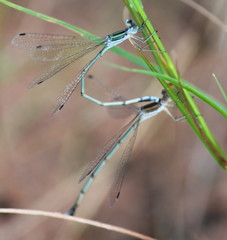 Lestes plagiatus