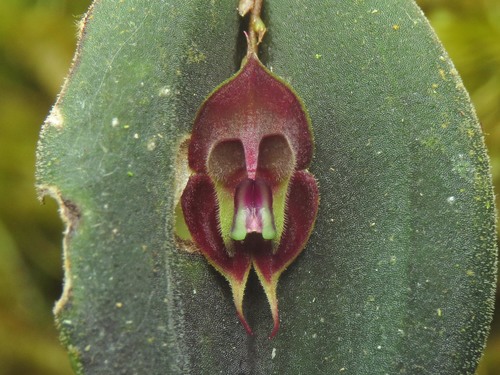 Manabina Orchid