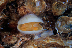 Terebratulina retusa
