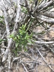 Gambelia juncea
