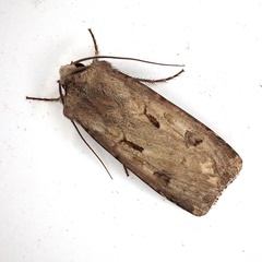 Agrotis exclamationis