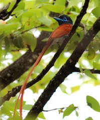 Terpsiphone viridis granti