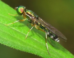 Sargus fasciatus