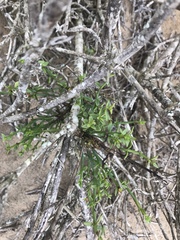 Gambelia juncea