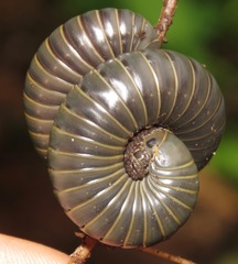 Rhinocricidae