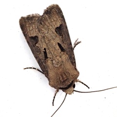 Agrotis exclamationis