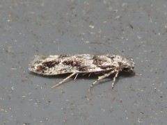 Recurvaria nanella