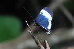Heliconius cydno