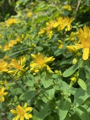 Hypericum graveolens