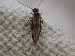 Elipsocus
