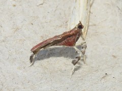 Galasa nigrinodis