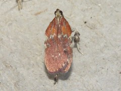 Galasa nigrinodis