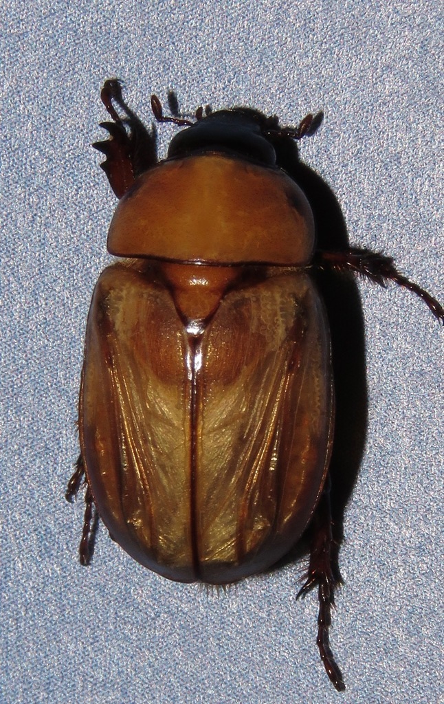Cyclocephala sanguinicollis