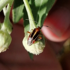 Horciasinus signoreti