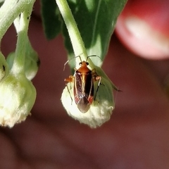 Horciasinus signoreti