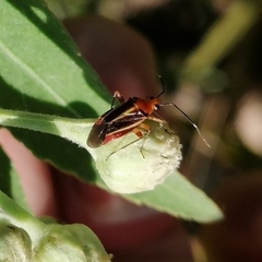 Horciasinus signoreti