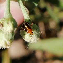 Horciasinus signoreti