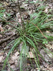 Carex digitalis