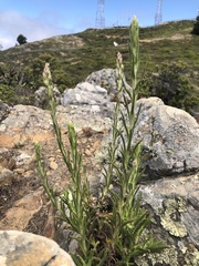 Pseudognaphalium ramosissimum