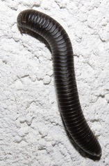 Rhinocricidae