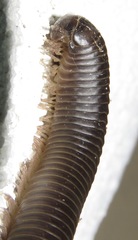 Rhinocricidae