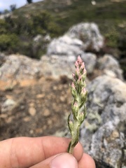 Pseudognaphalium ramosissimum