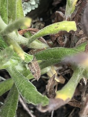 Pseudognaphalium ramosissimum