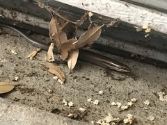 Plestiodon tetragrammus brevilineatus