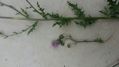 Cirsium arvense