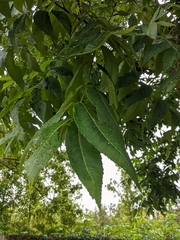 Carya illinoinensis