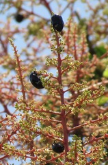 Macraspis tetradactyla