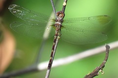 Macrothemis celeno