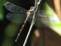 Macrothemis celeno