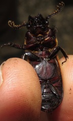 Passalus