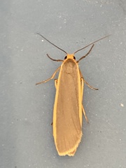Eilema lurideola