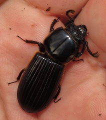Passalus