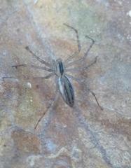 Peucetia rubrolineata