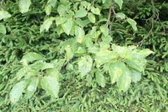 Wilsonomyces carpophilus