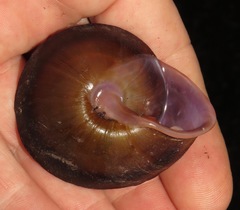 Lucerna chemnitziana