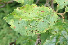 Wilsonomyces carpophilus