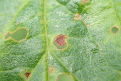 Wilsonomyces carpophilus