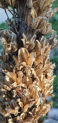 Drimia numidica