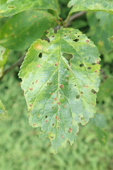 Wilsonomyces carpophilus