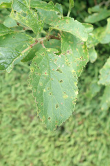 Wilsonomyces carpophilus