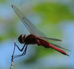Tramea abdominalis