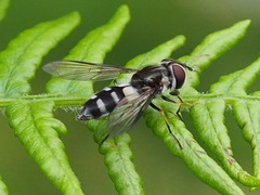 Leucozona laternaria