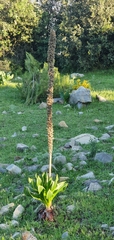 Drimia numidica