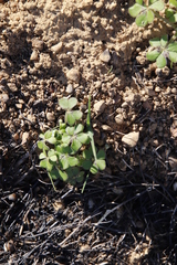 Oxalis compressa